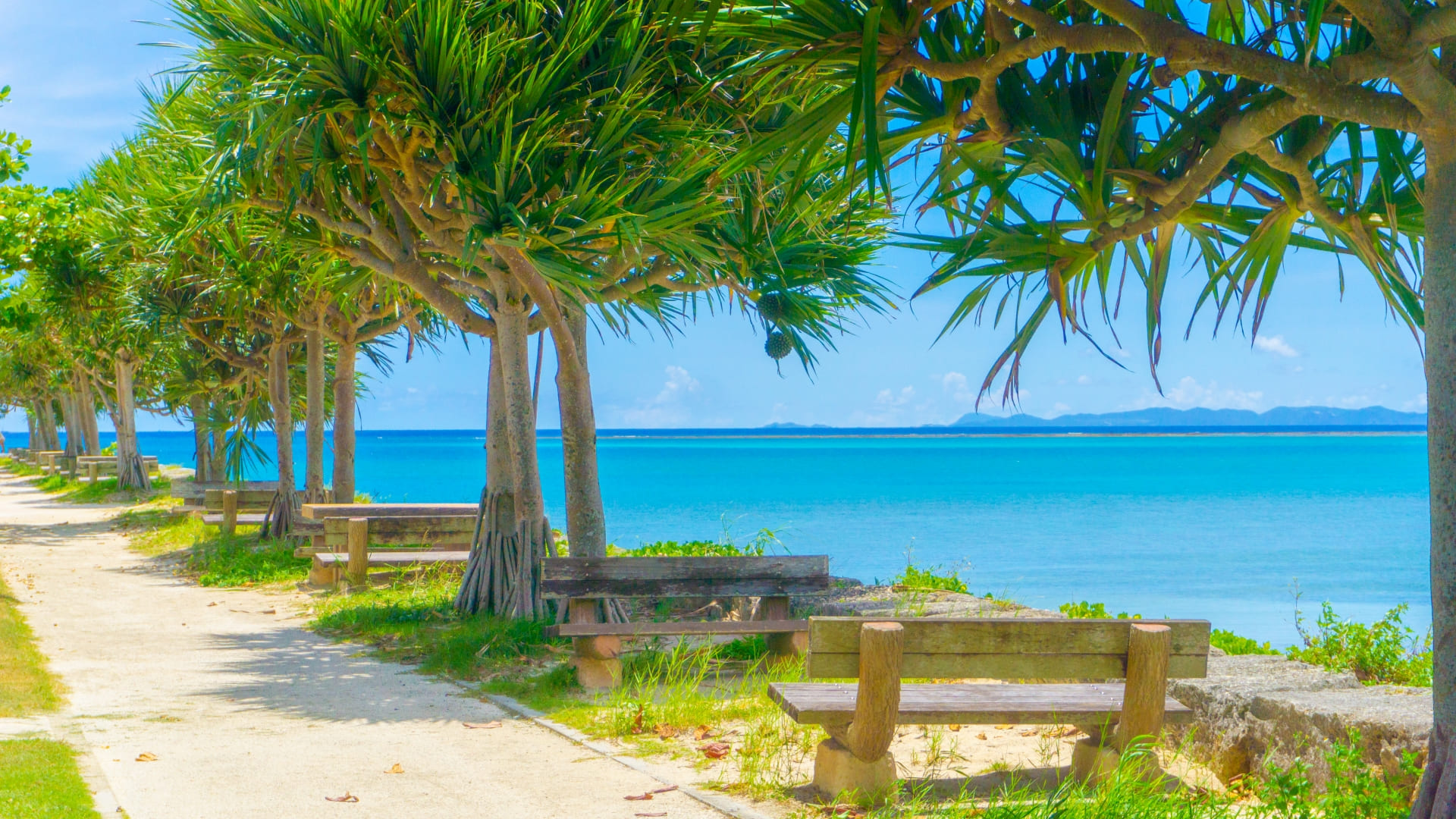 木々の間から見える、沖縄の美しい青い海